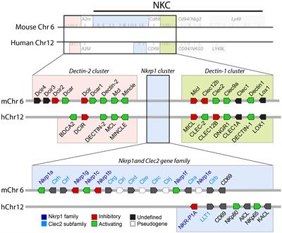 The diverse roles of C-type lectin-like receptors in immunity